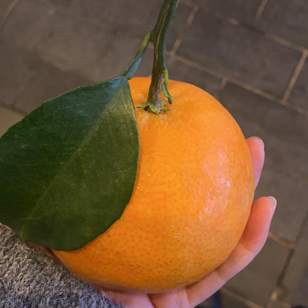 心想事橙