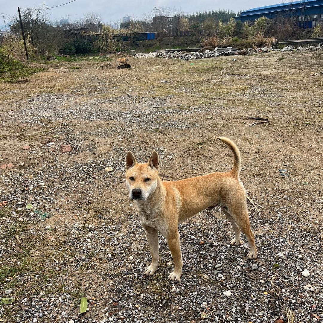 广西挺哥田园犬