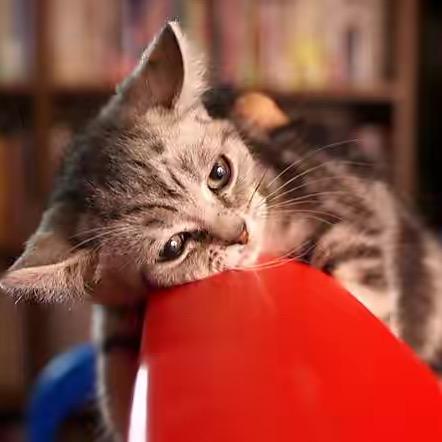 卡卡猫咪