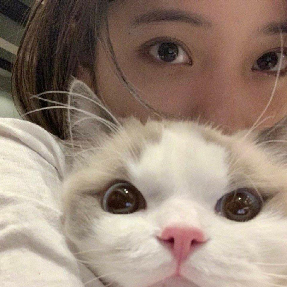 板栗饼小狗