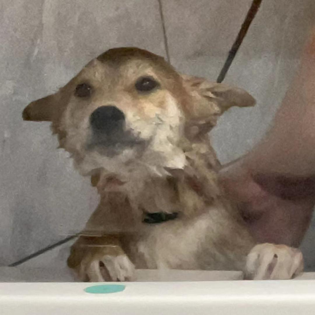 毛台