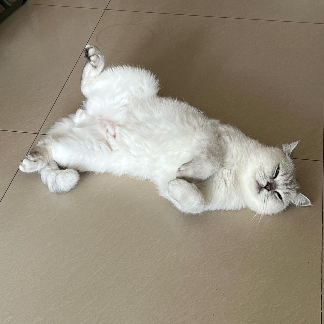 黑色小疯