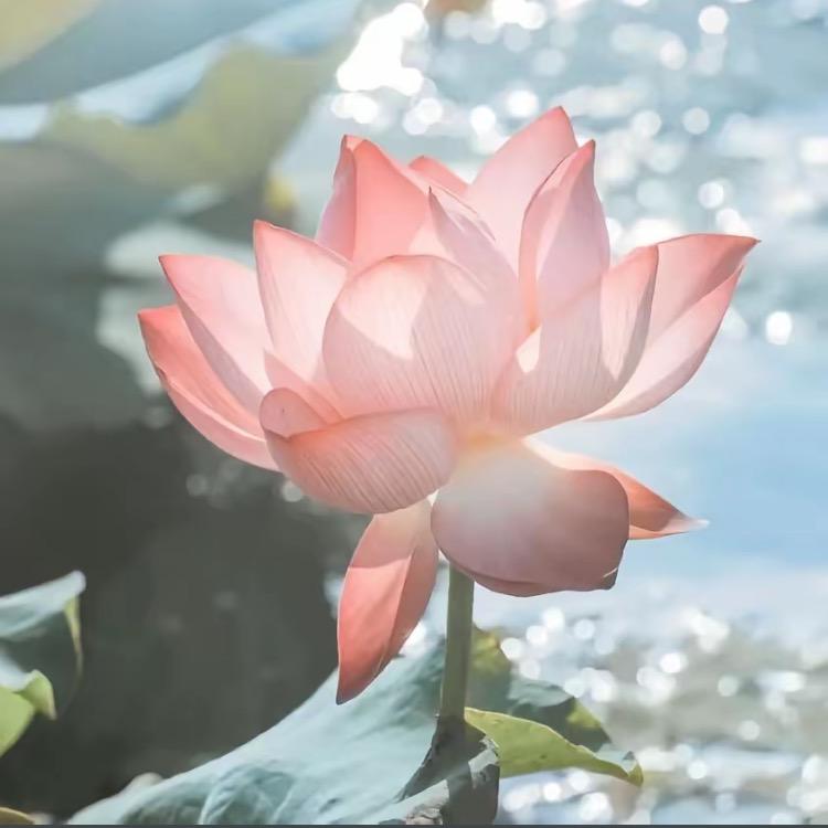 罗彩英单身（私信回）