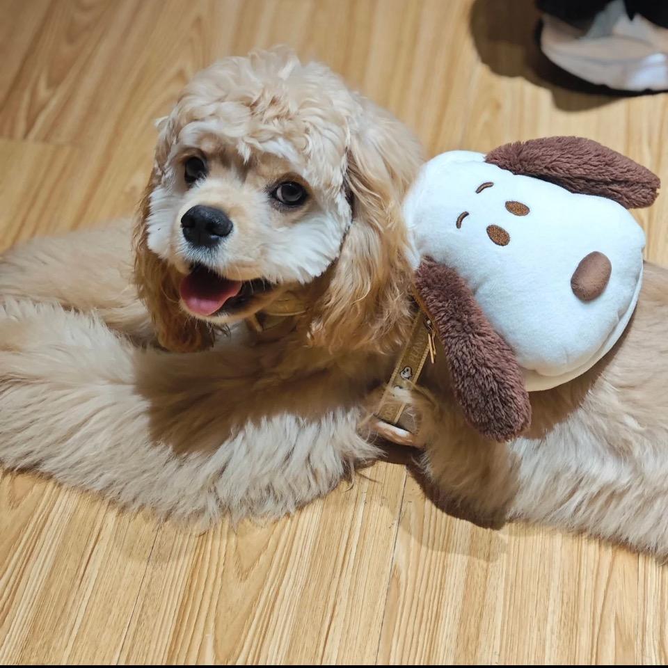 咕噜店长正在待命