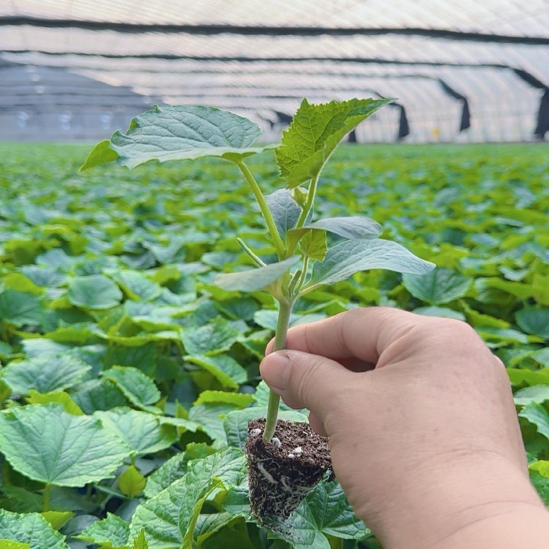 寿光市云耕育苗基地 琴姐