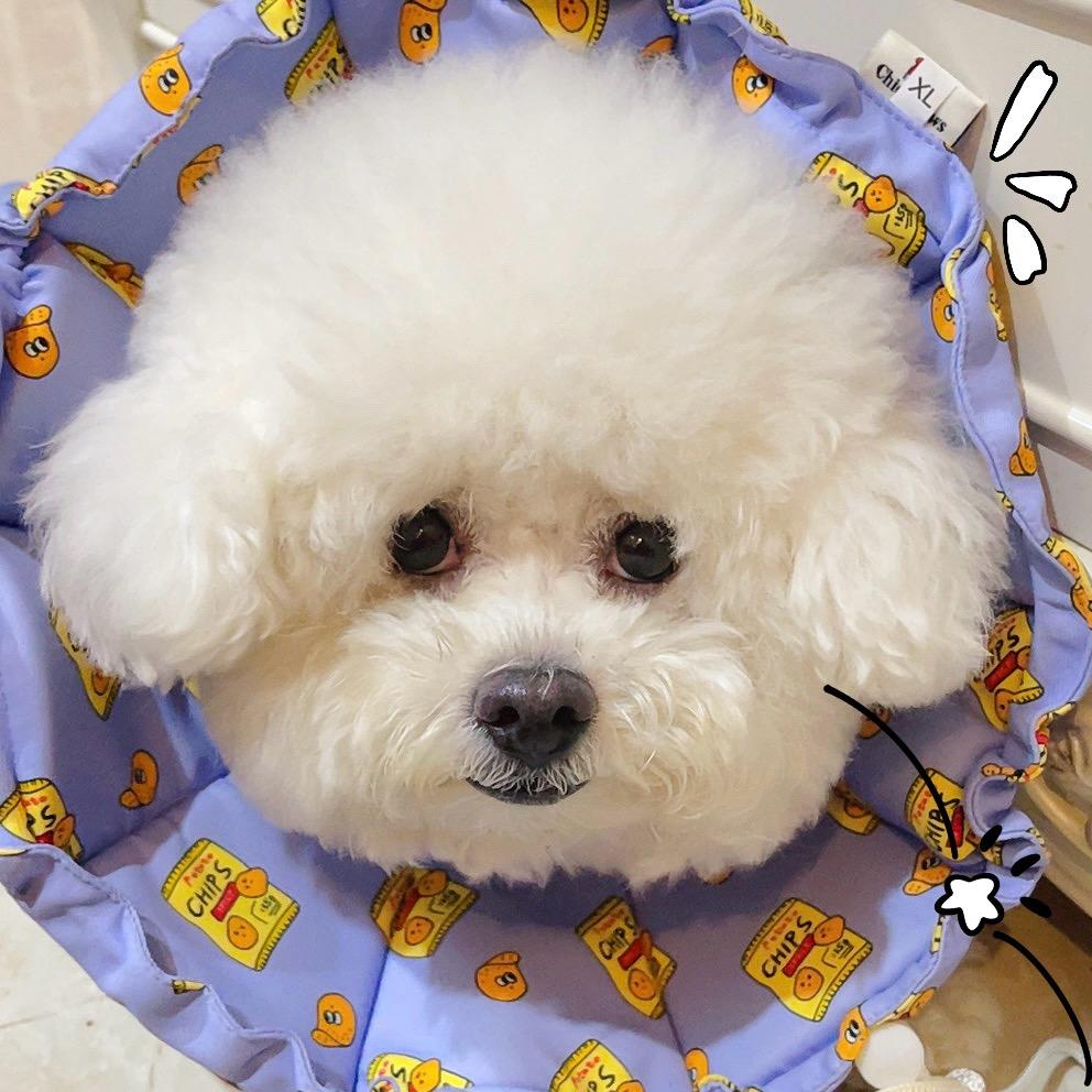 三三🐶🐼✨💫⚡️