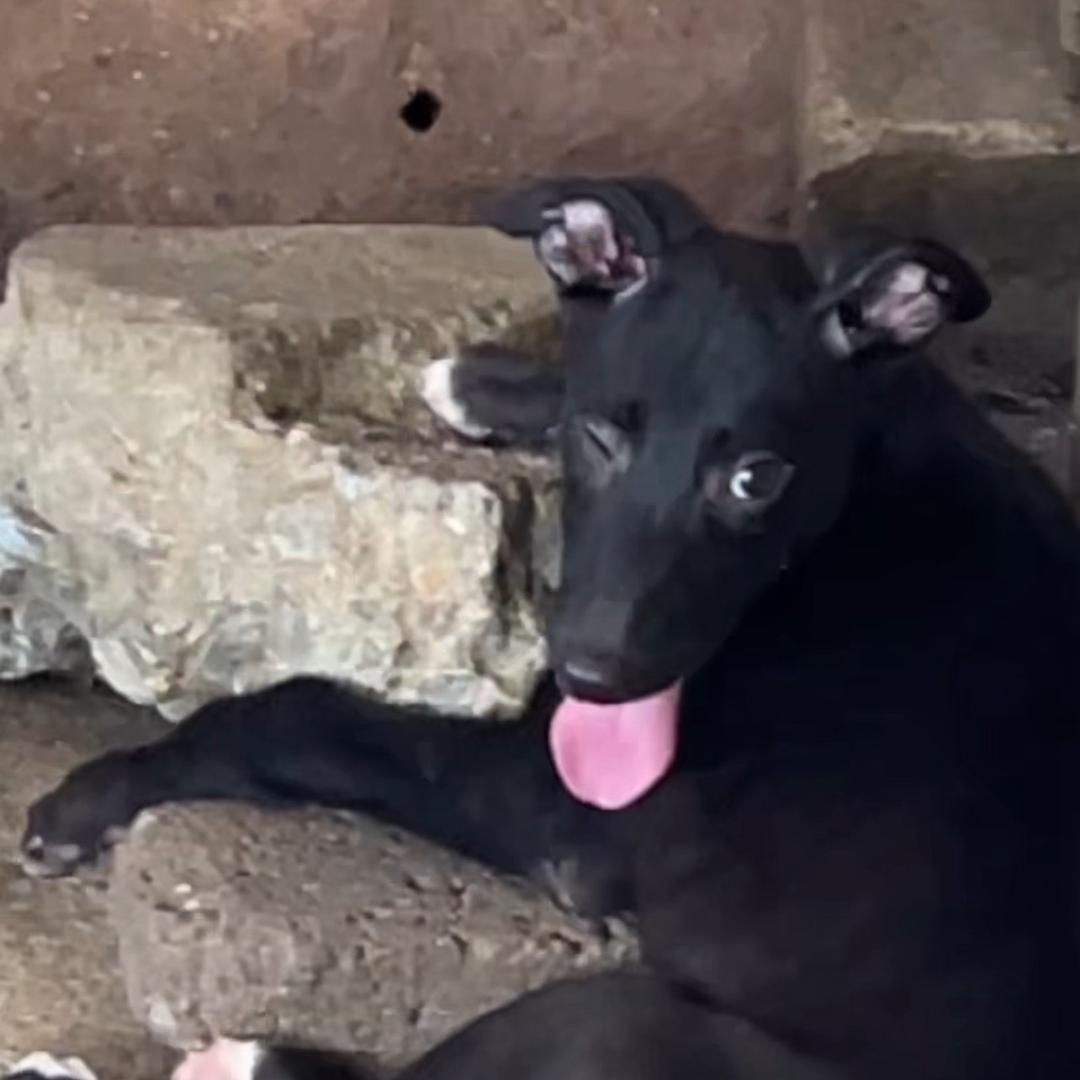 南阳周闯 （黑豆幼犬）