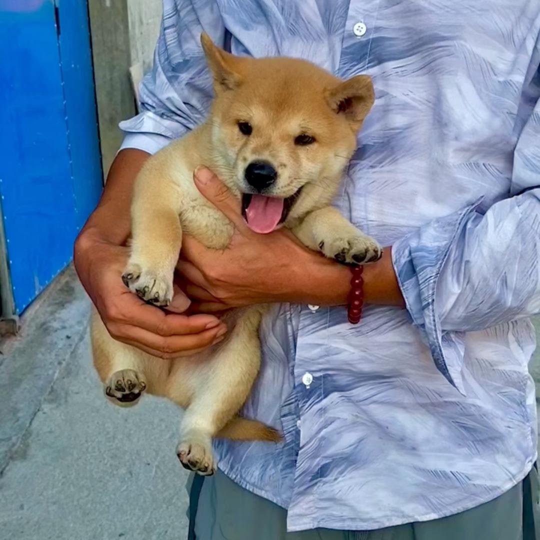 星座，中华田园犬