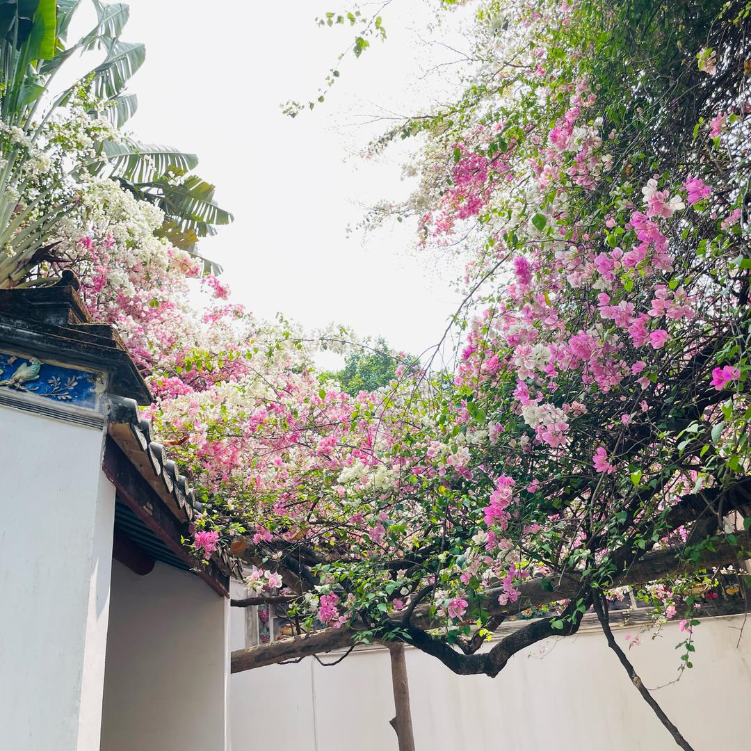 🌸春暖花开🌸