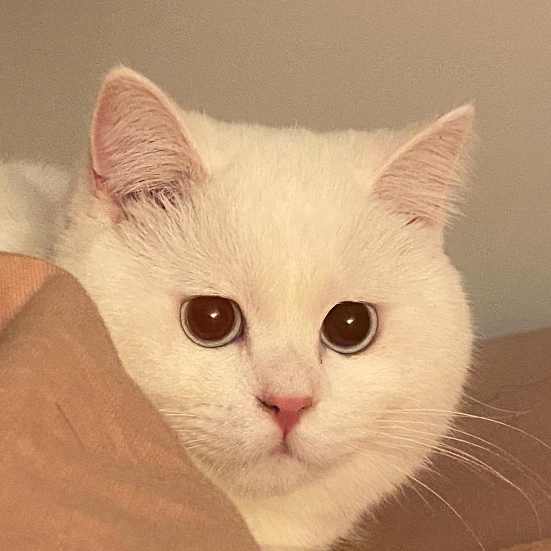 悠悠盲盒潮玩屋