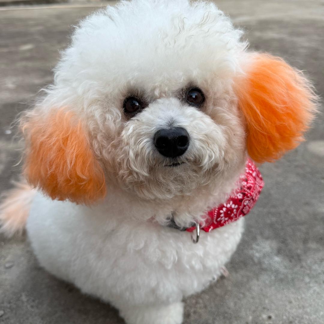 锅碗瓢盆的婉(减肥中…)