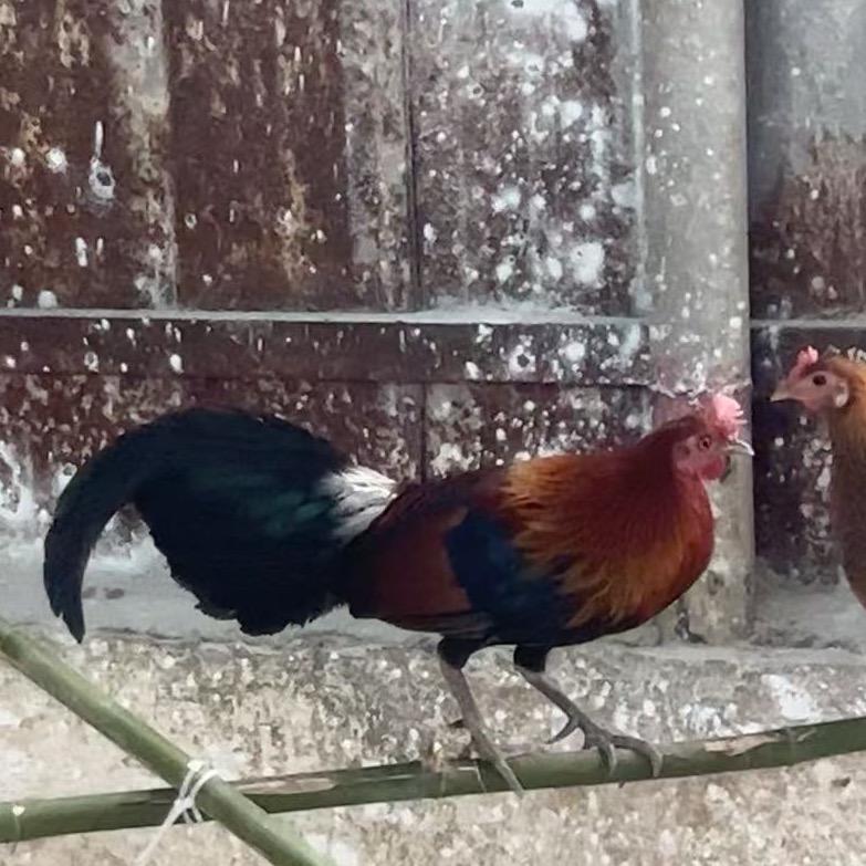 二代茶花鸡苗（供应中心）