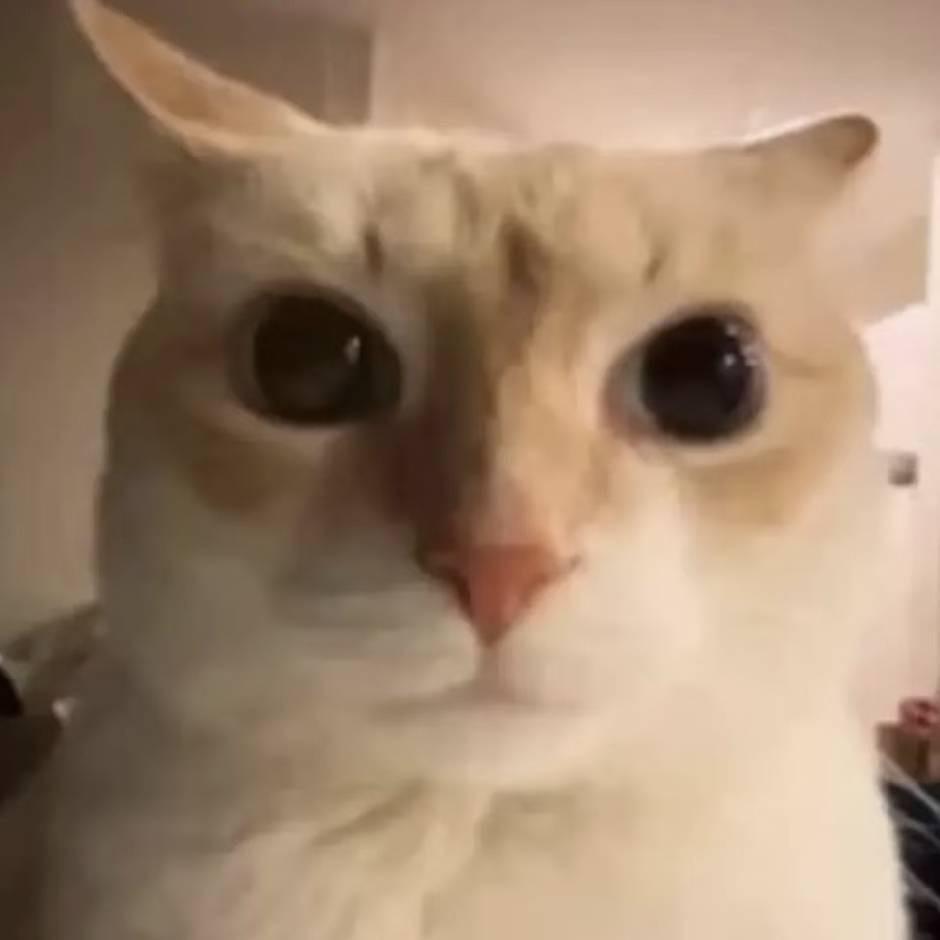 Unico