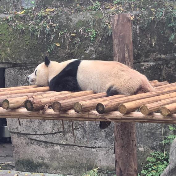 派大朝