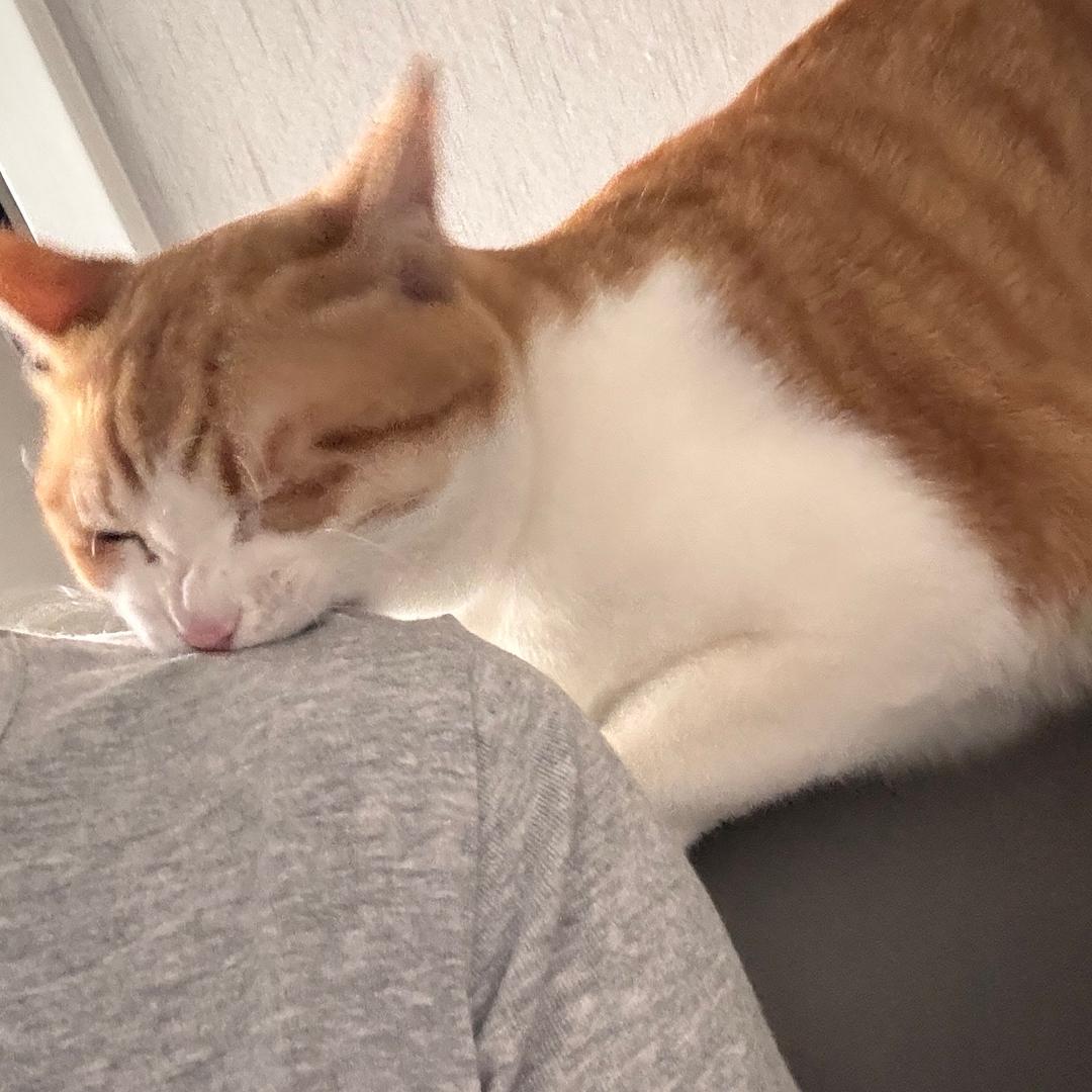 蓝鸟