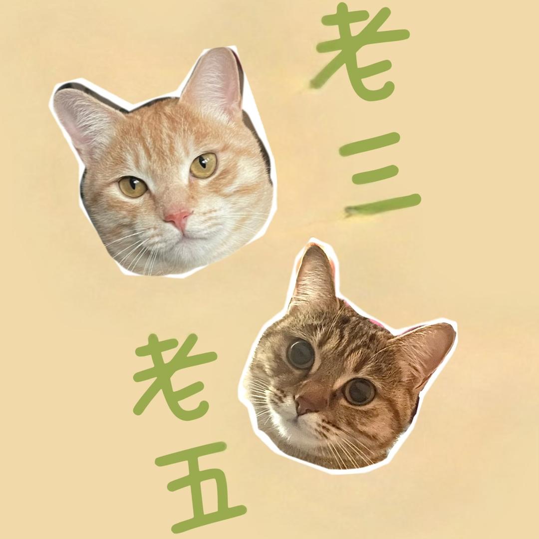 金猫老三