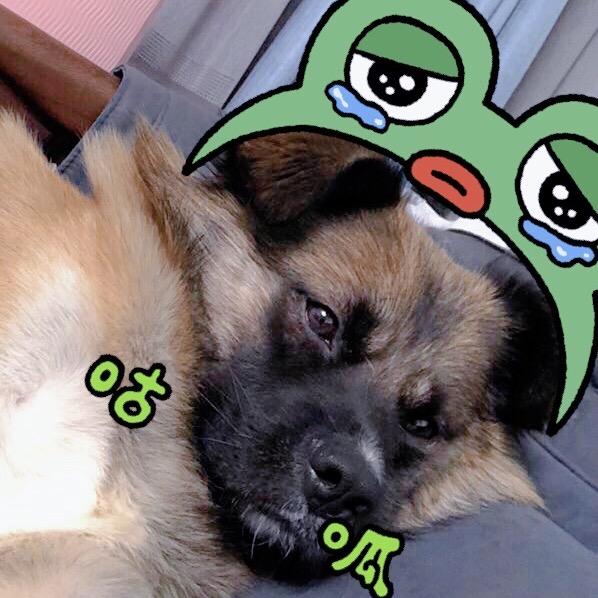 肖恩🐶