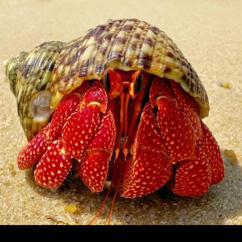 蓝湾寄居蟹优选品