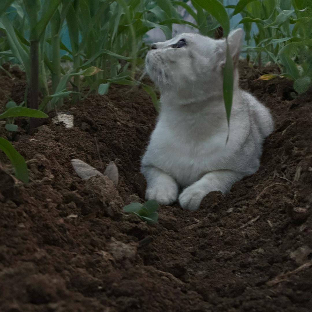 年年有鱼