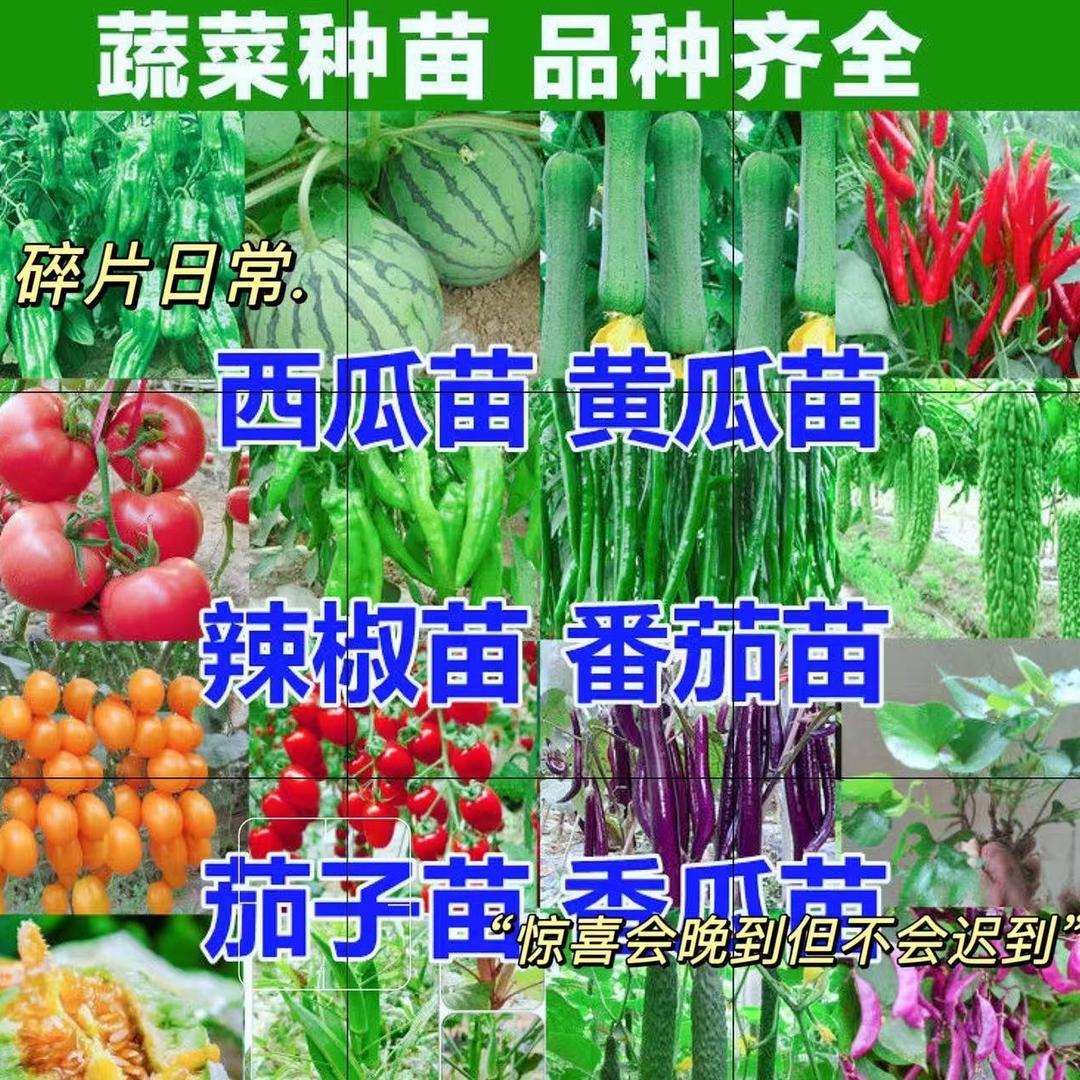 北北蔬菜瓜果苗