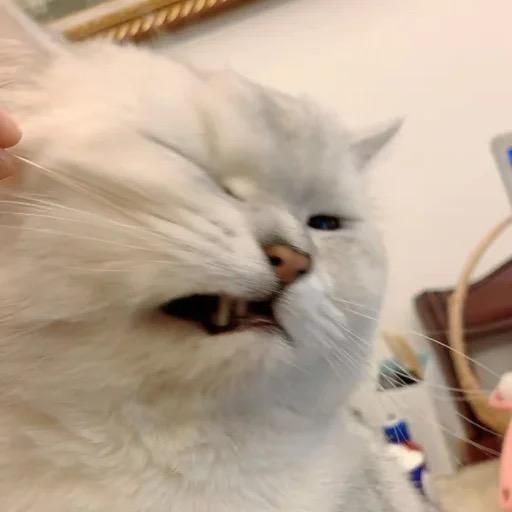 海绵贝贝的小肚腩真可爱@抖音