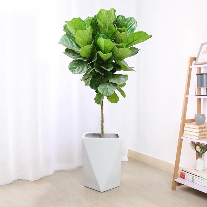 一枝花卉