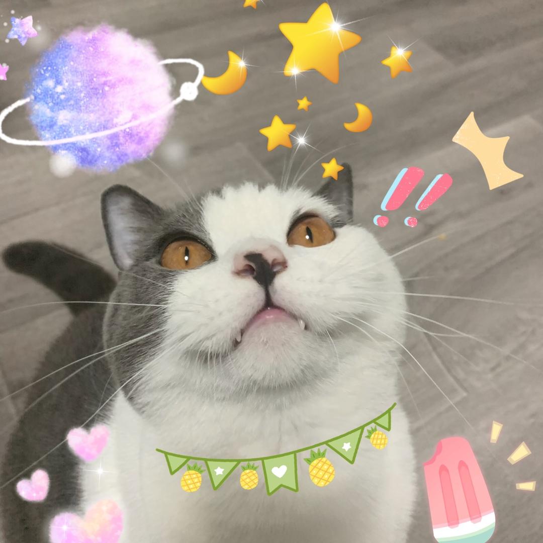 圆滚滚和她的崽