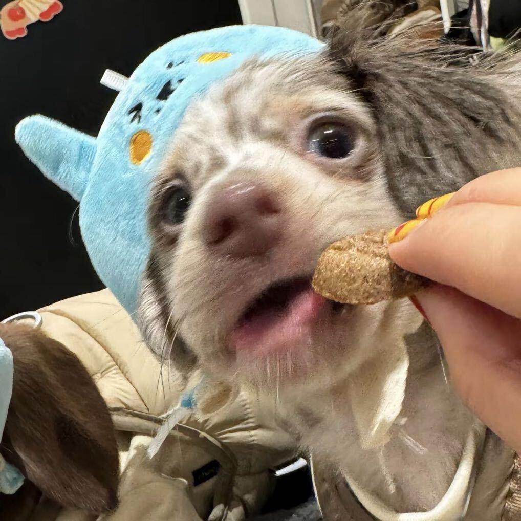 小熊不呆
