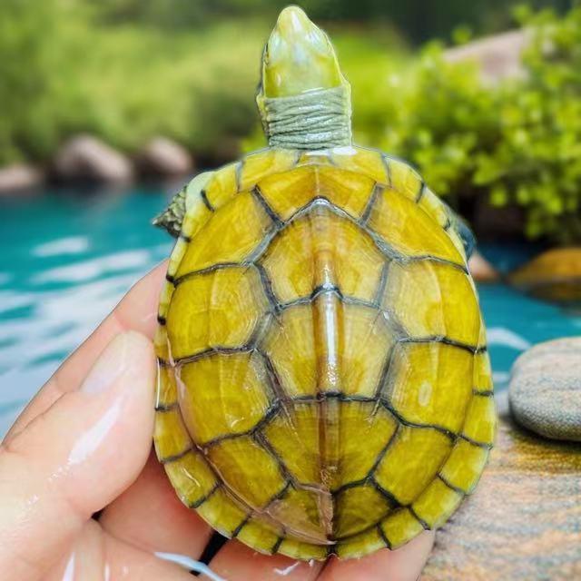 水陆龟鳖
