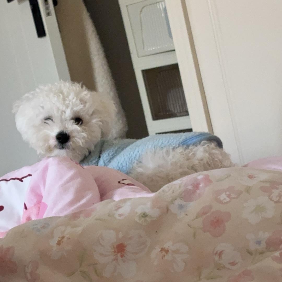 开封市寻找比熊酬金3000