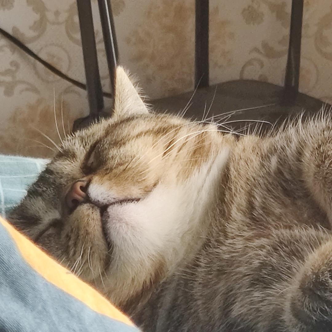咕咕