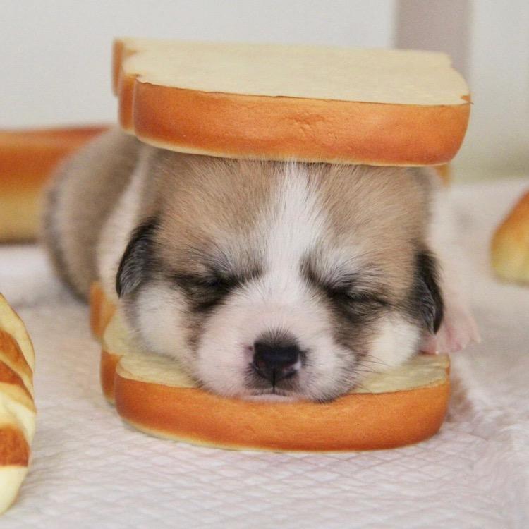 宠物幼儿园🐶
