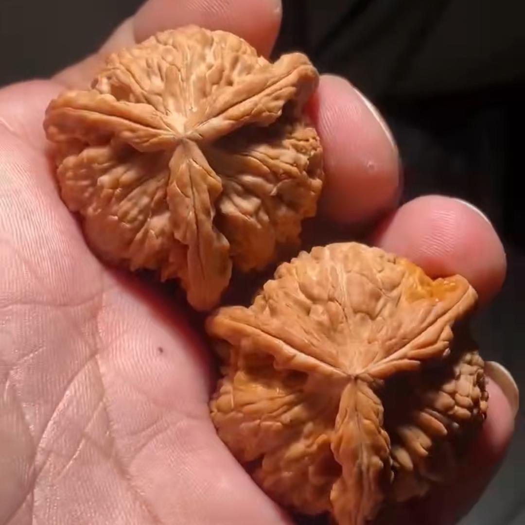 天山麻核桃