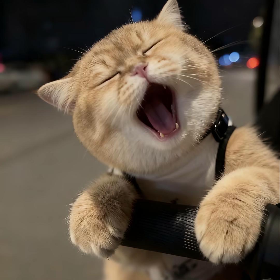 小猫🐈.