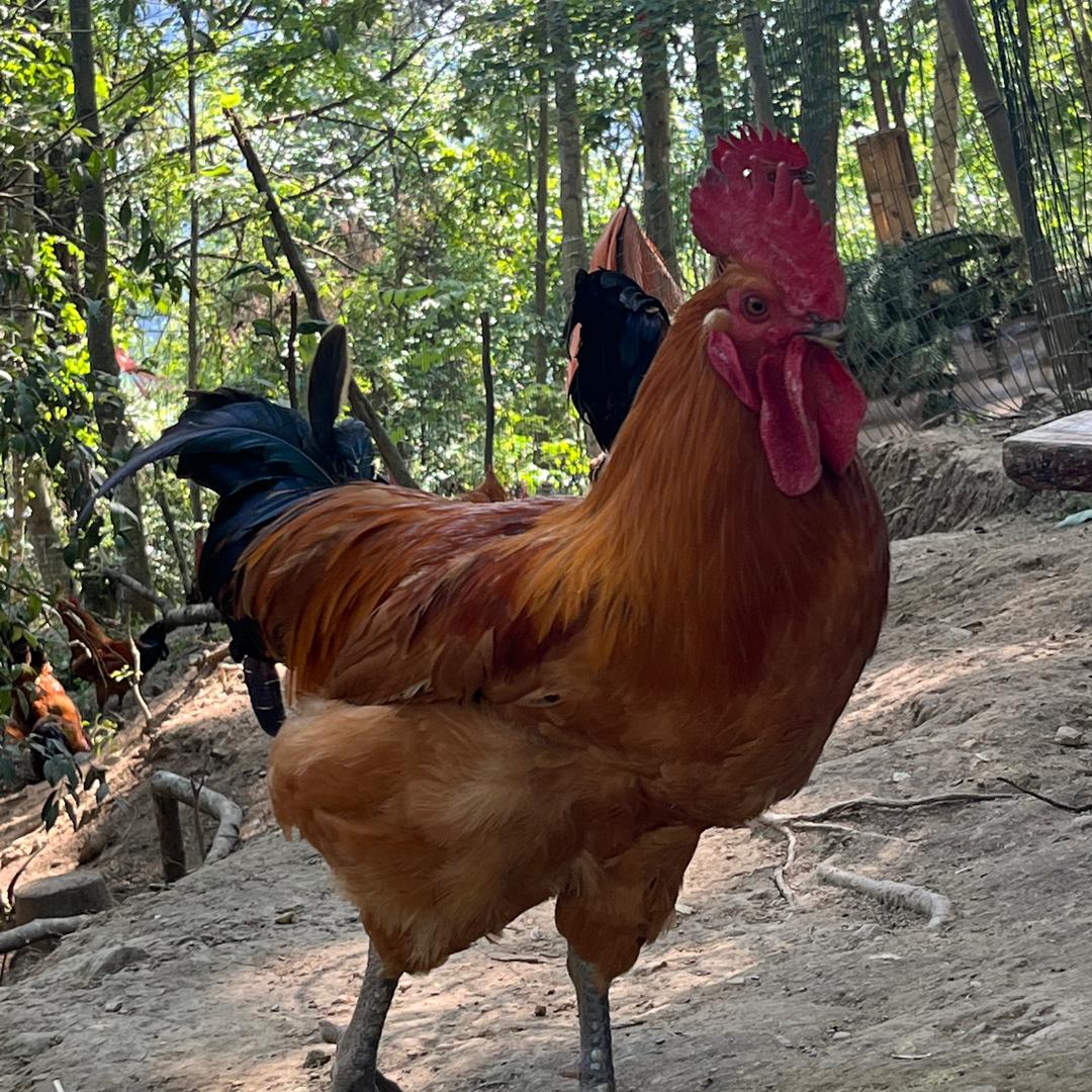 农家笨鸡自然鲜