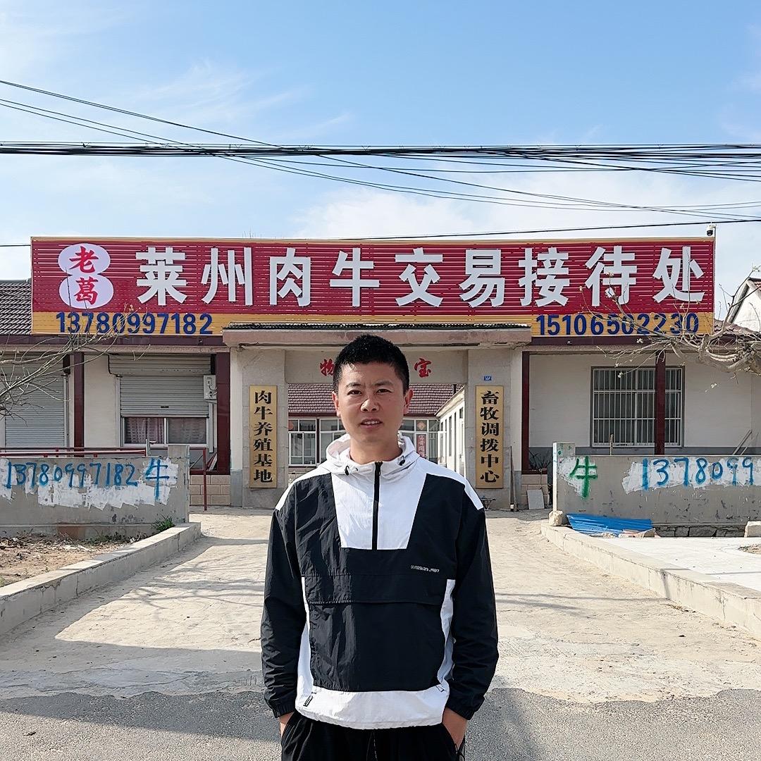 山东莱州肉牛小葛