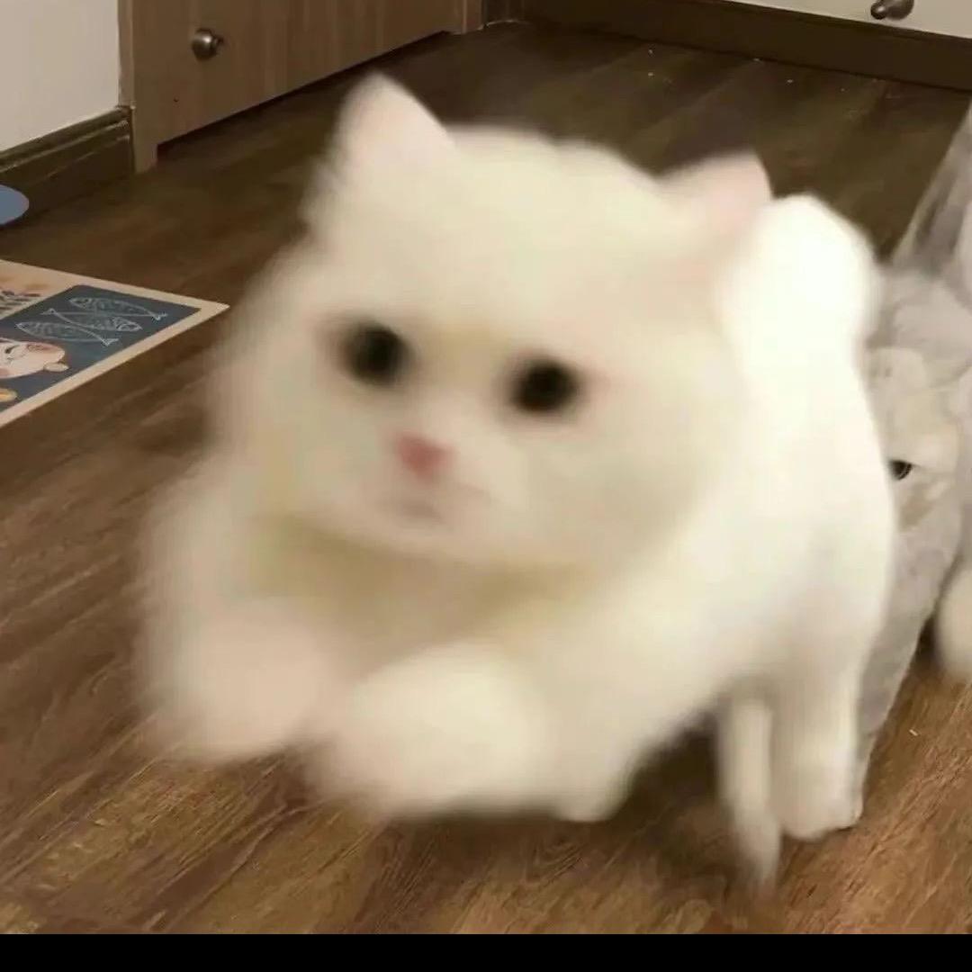 肉粉团子🐾