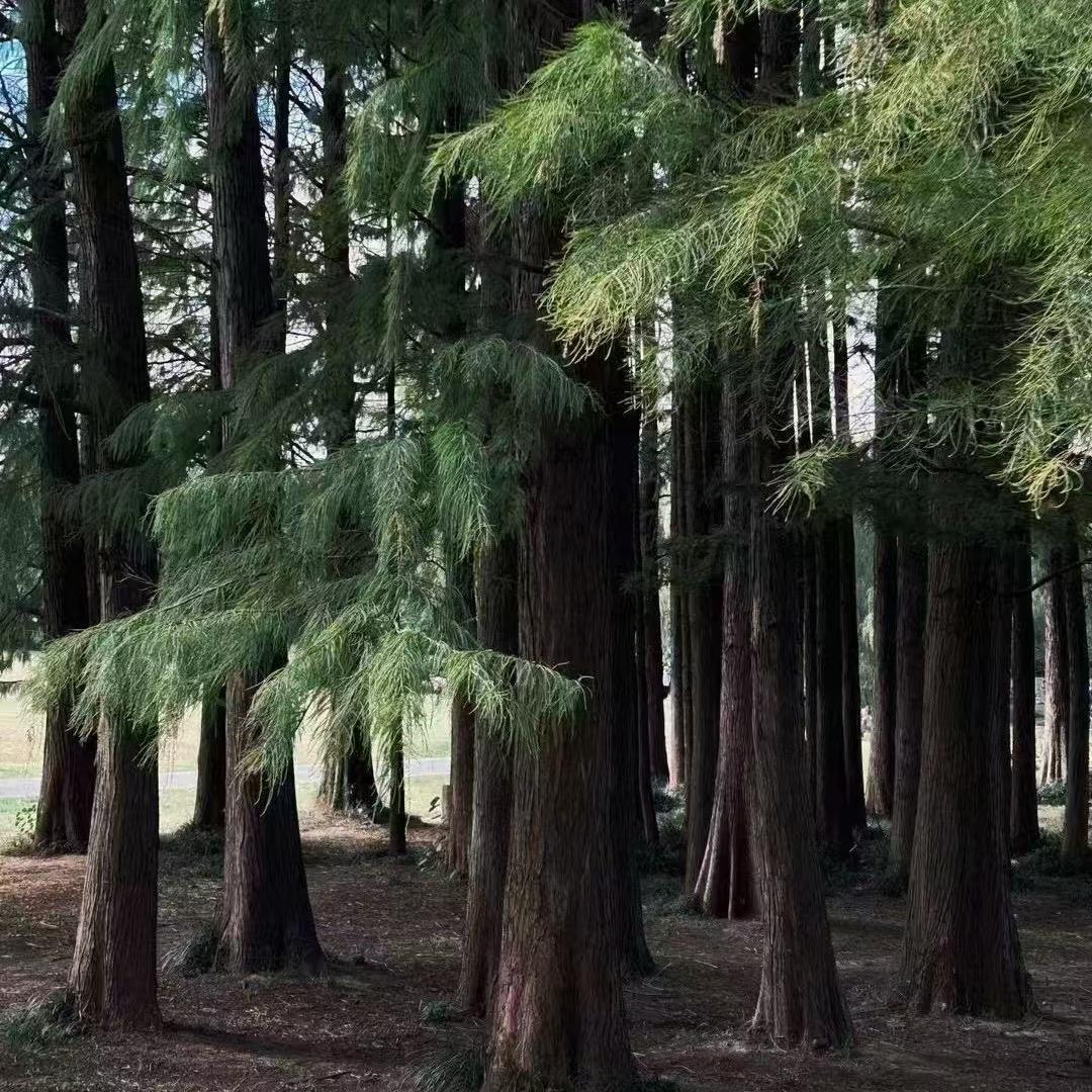 诚通居士