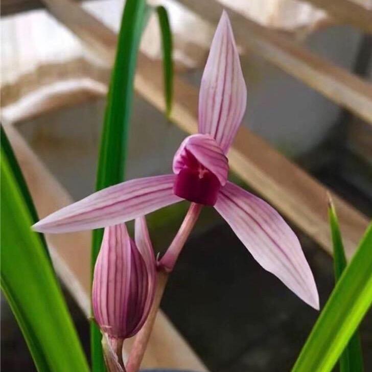 南靖县雅涵兰花种植场