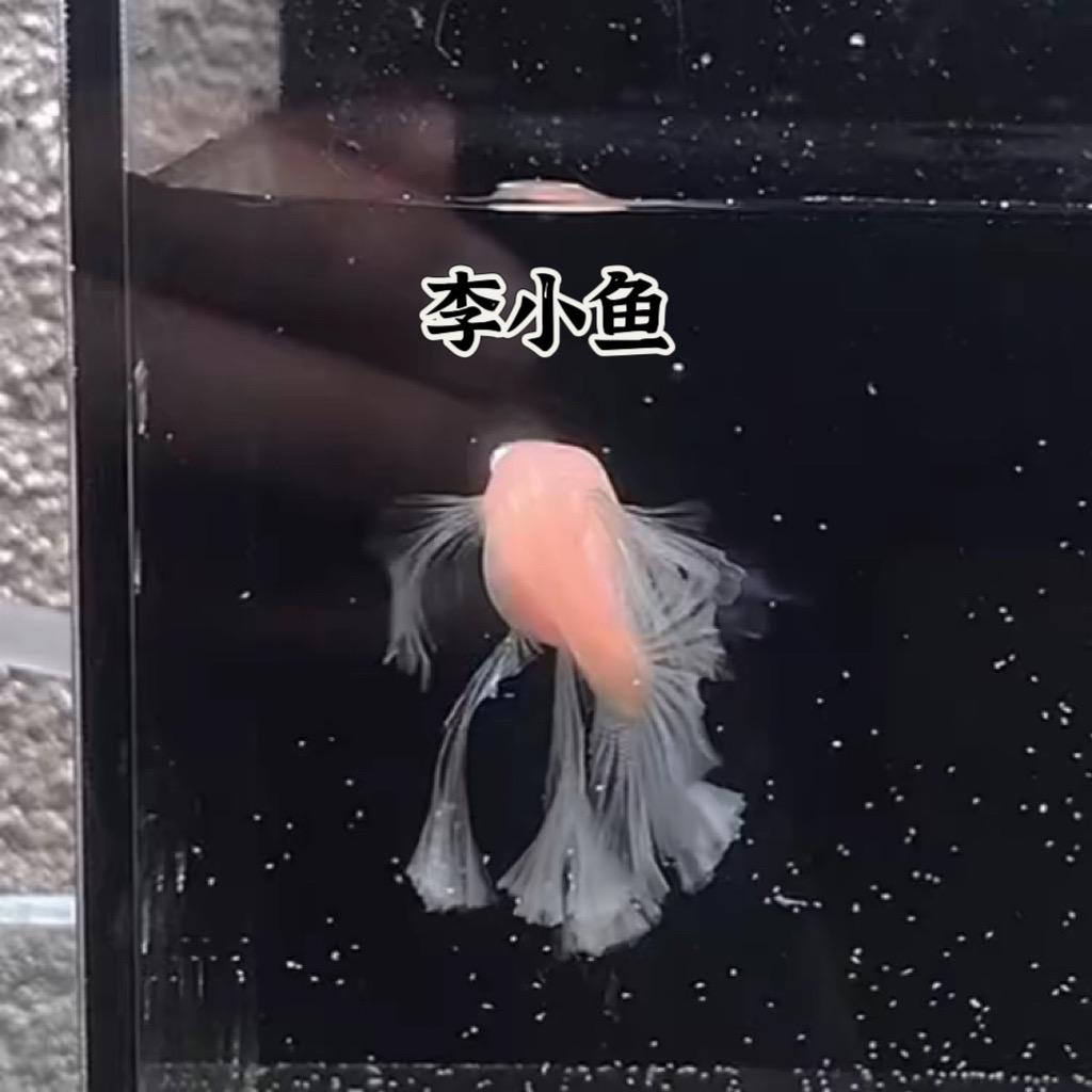 李小鱼大c绣球孔雀鱼(直播号)
