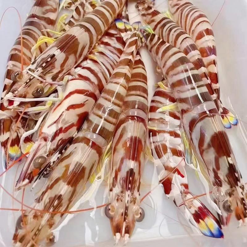 阿敏斑节虾世家