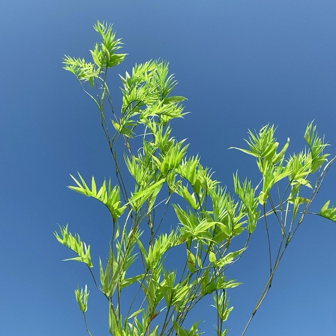 云羽花园永生花基地