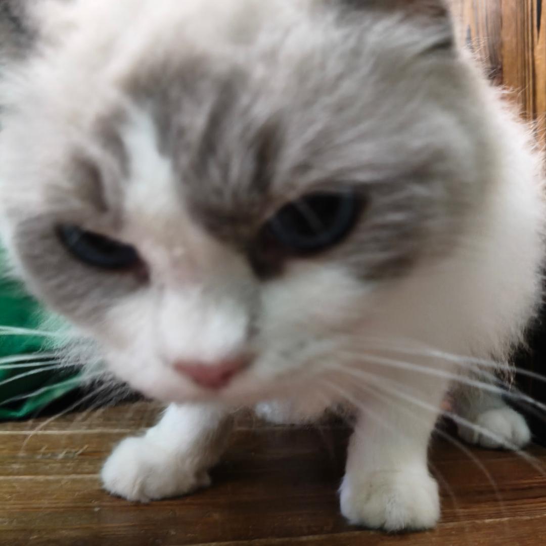 Li77B ro l l y