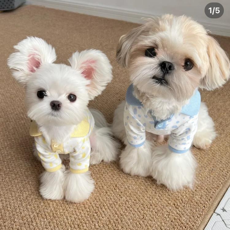 短形鱼