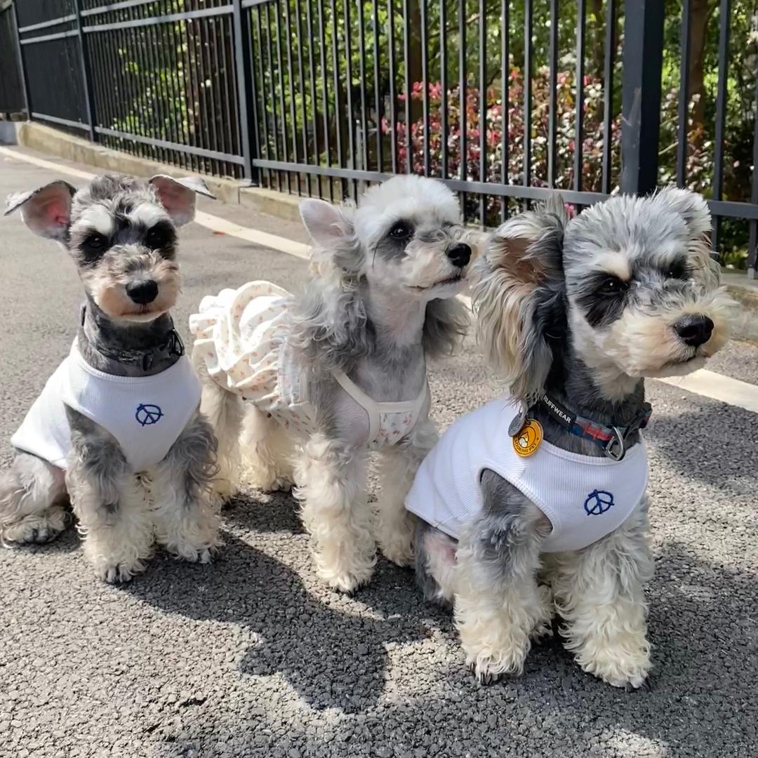 蹦迪有三只雪纳瑞0.0