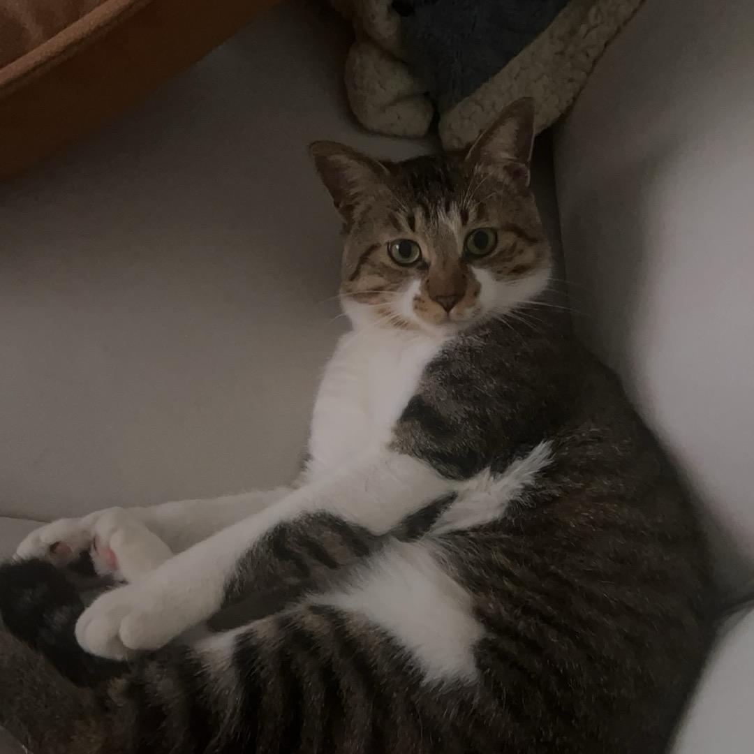 Elliott