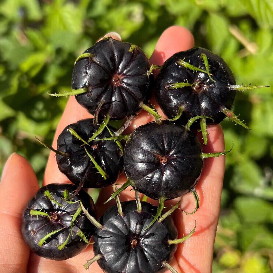 鲜果乐园优选红果参