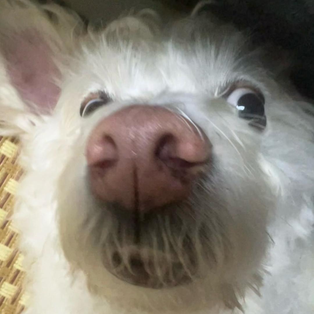 我也要去偷狗了