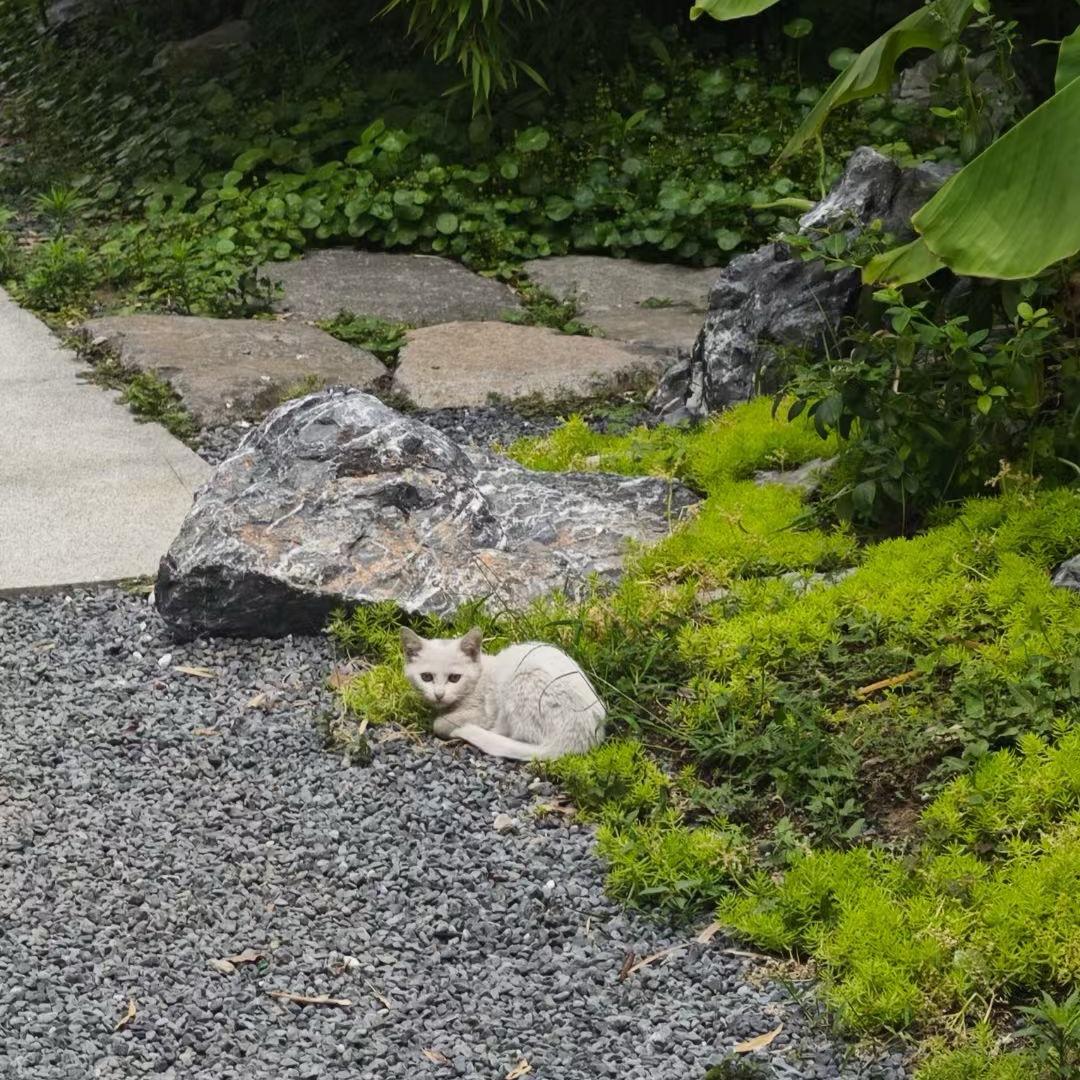 芸鼎景观（鱼池过滤建造）