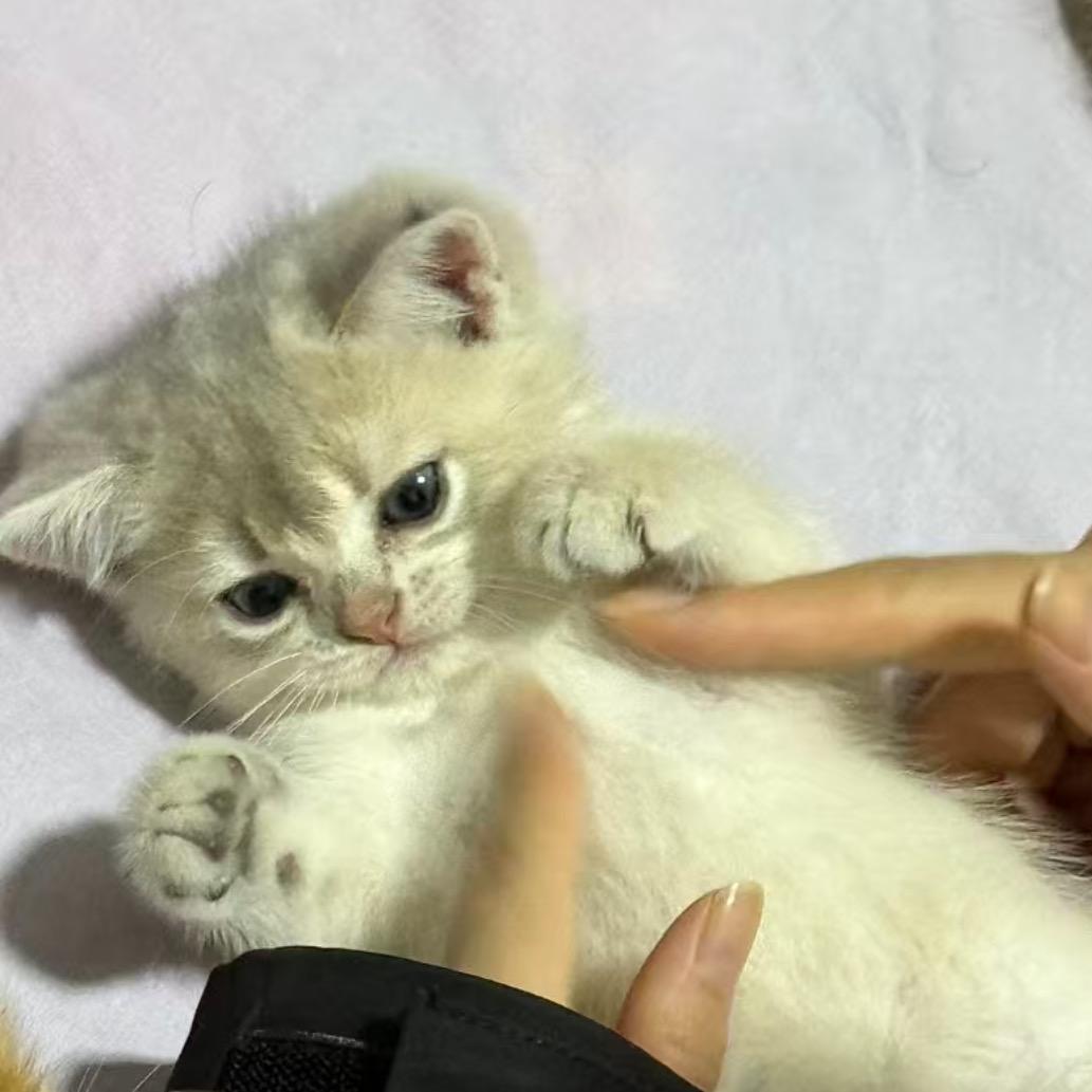 小猫叫团子